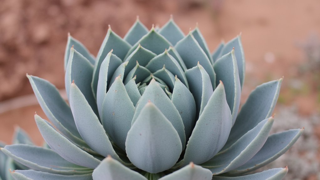 water efficient leaf adaptations
