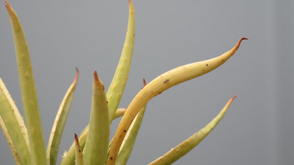 water stress symptoms identification