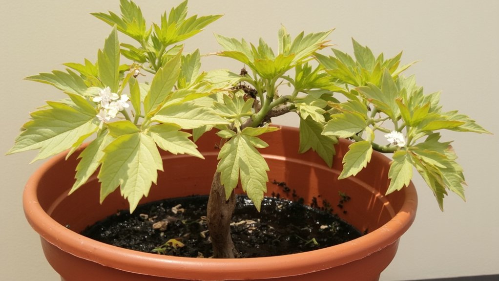 watering techniques for flowering