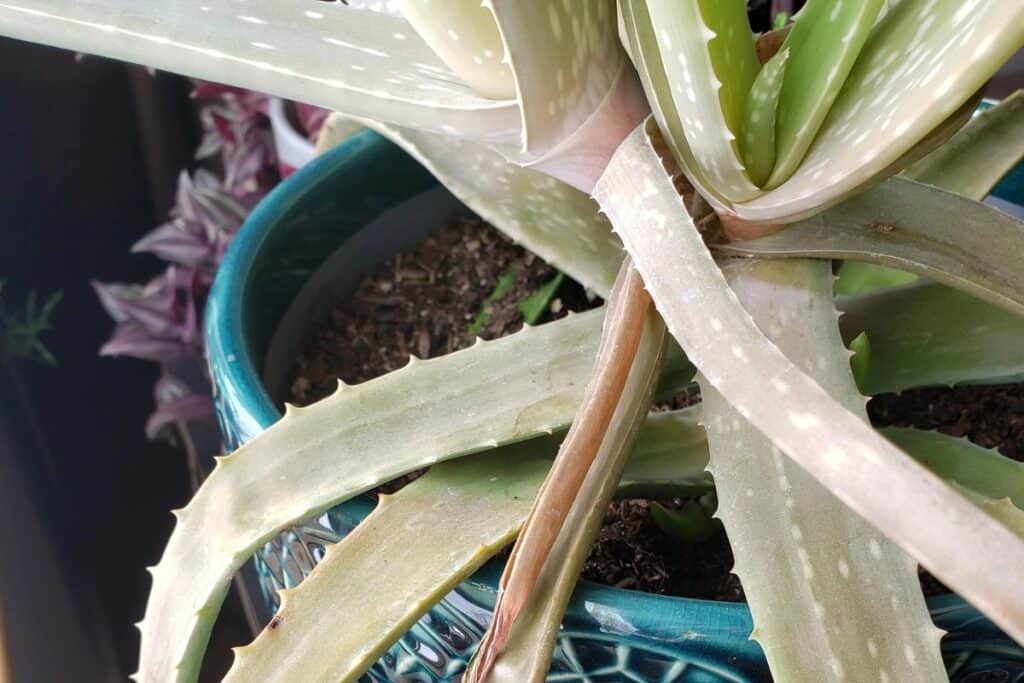why is aloe shriveled up