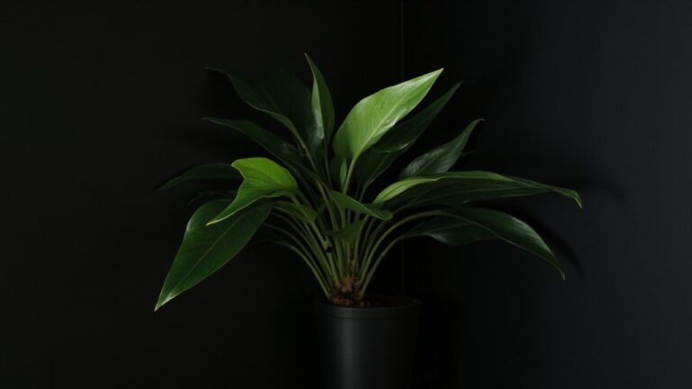 zz plants dark survival