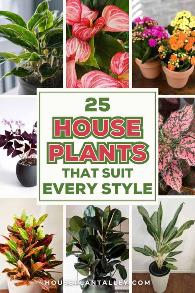 0003 25 Types of Indoor Plants for Easy Care Style Green Home Decor