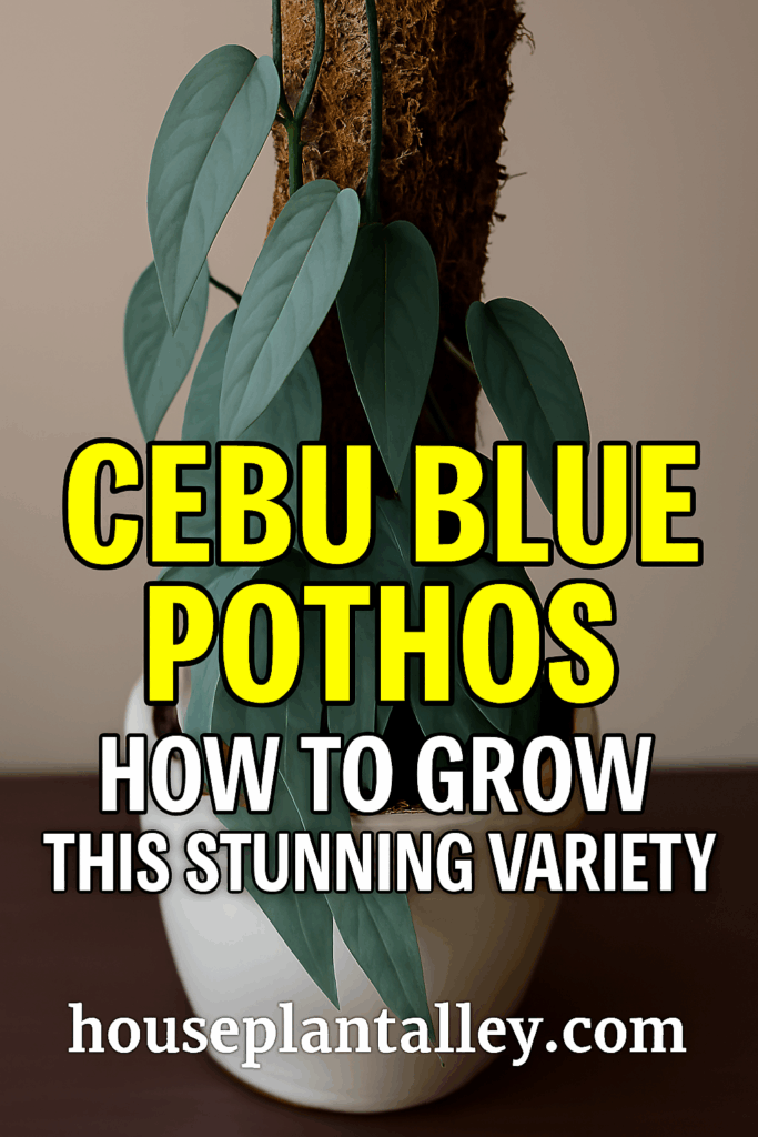 0030 Cebu Blue Pothos Care 1
