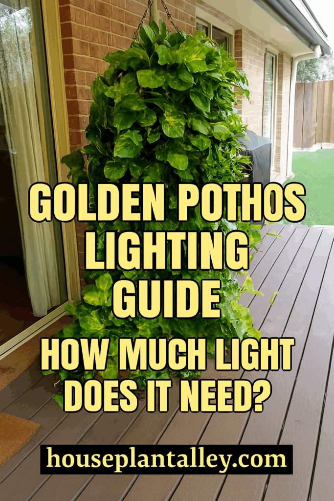 0039a Golden Pothos Sunlight Guide How Much Light Does It Need 1