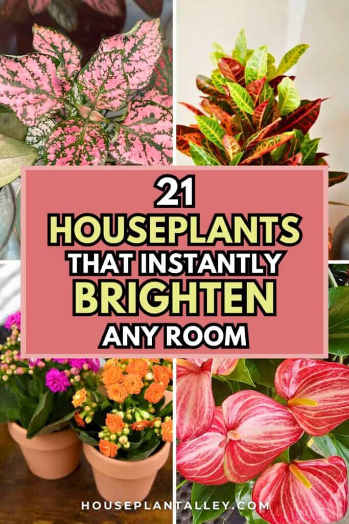 0095 Vibrant House Plants Indoor to Elevate Your Decor With Color Style