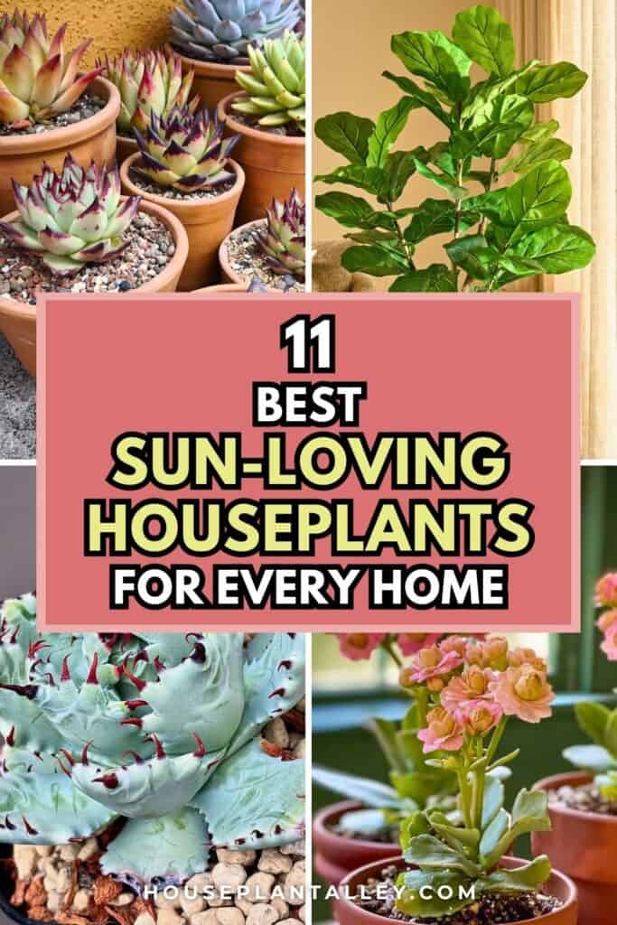 0096 Best Indoor Plants for Direct Sunlight Sun Lovers for Every Space