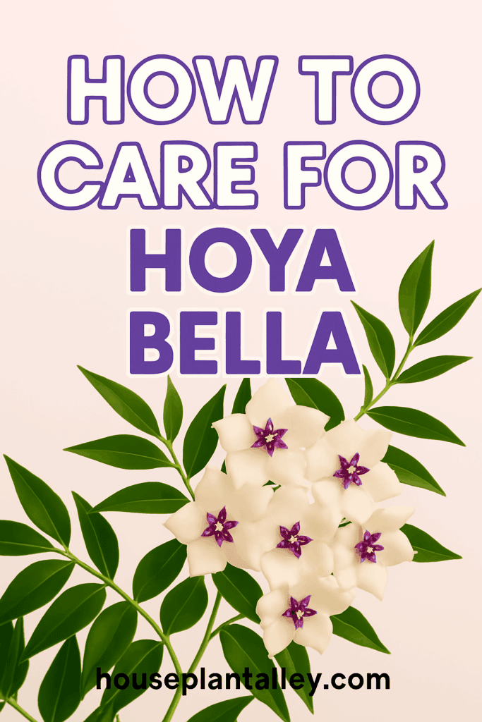 0097a How to Care for Hoya Bella