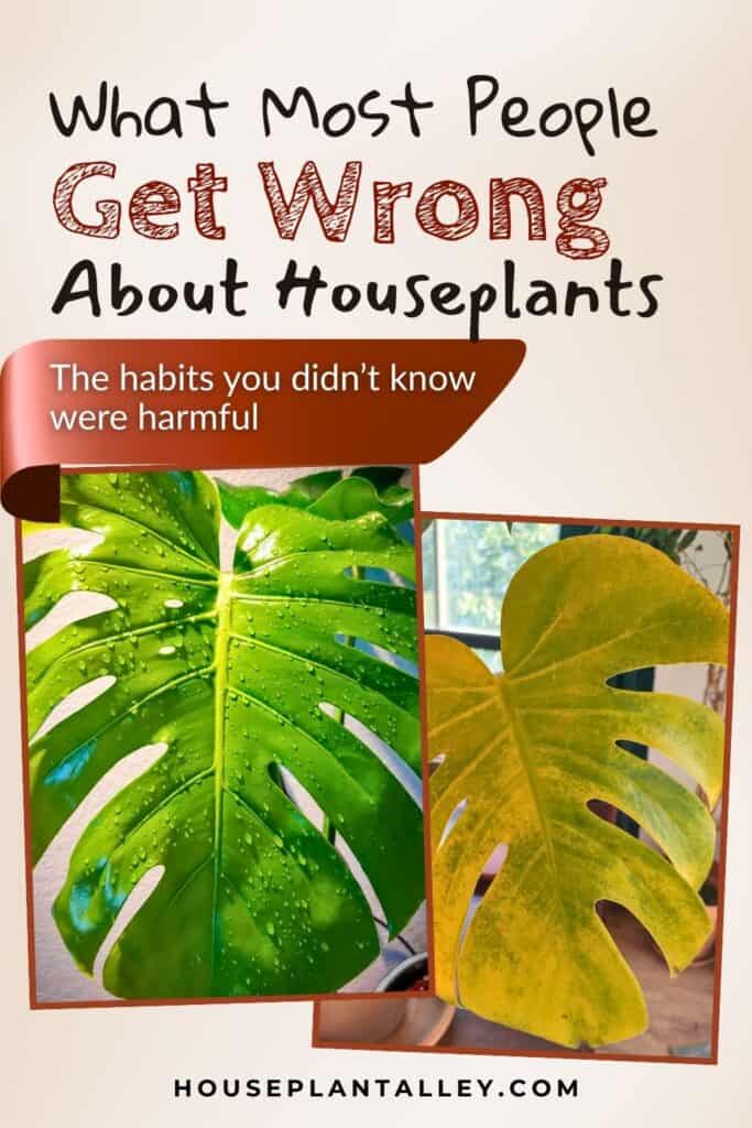 0104c Houseplant Myths Busted Easy Indoor Plants Care Truths Revealed