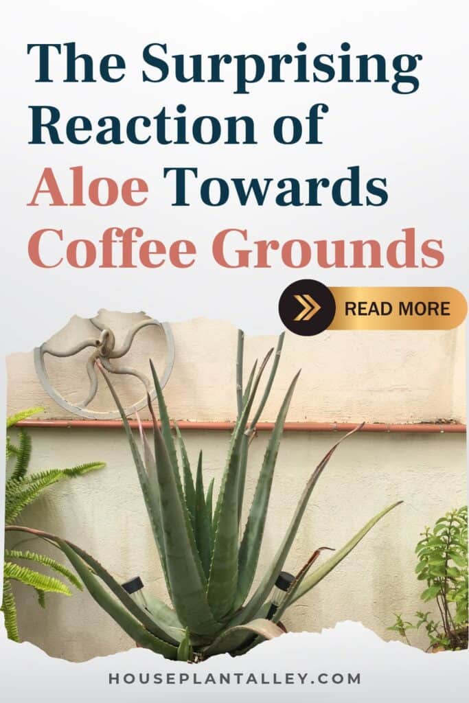 0106e Is Coffee Ground Fertilizer Harmful to Aloe Vera 1