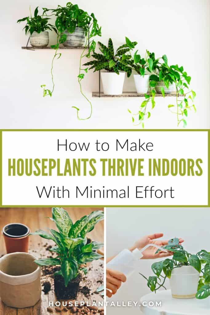 0110e Houseplant Care Tips for Beginners Keep Indoor Plants Thriving