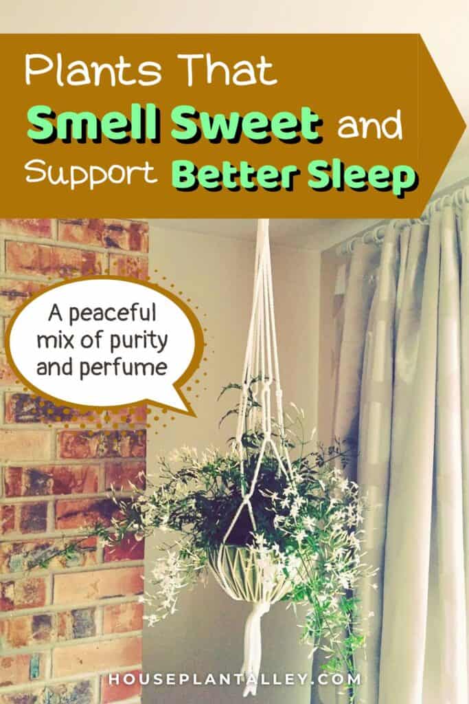 0114d Fragrant Indoor Plants That Purify Air Add Beautiful Aromas