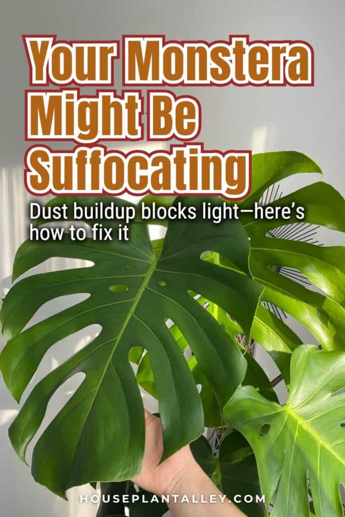 0118a Monstera Leaf Care Guide How to Clean Monstera Deliciosa Adansonii Variegated Leaves