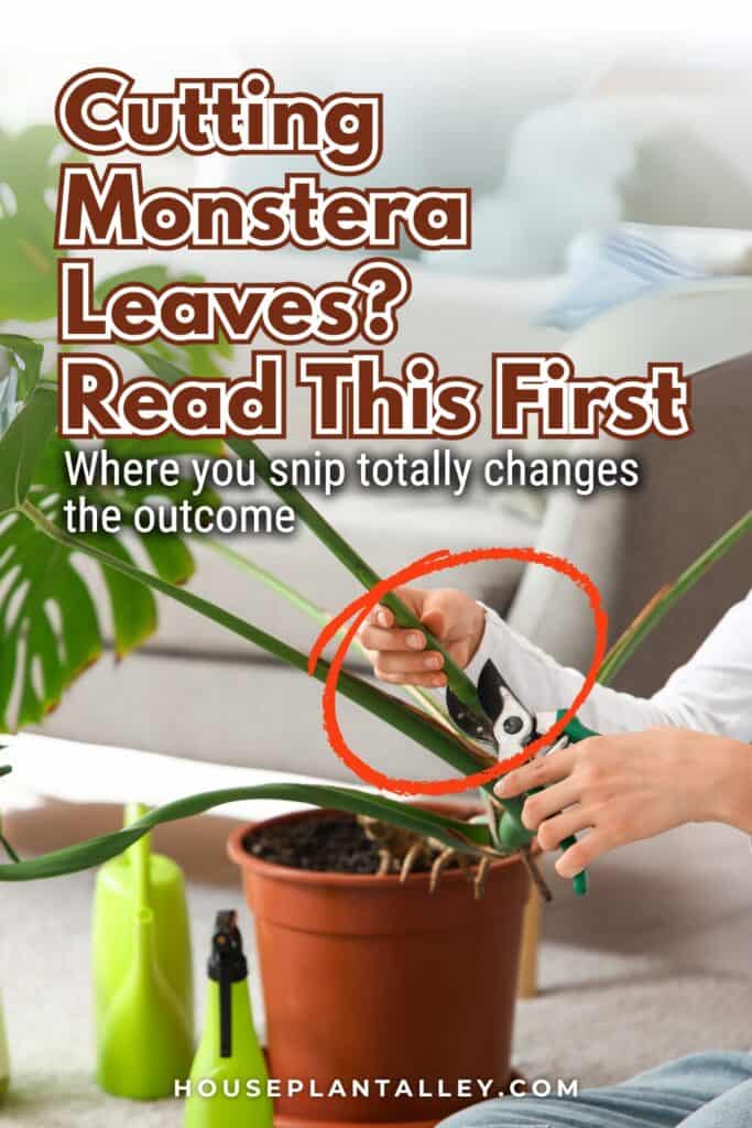 0120 Pruning Monstera Plant Like a Pro Boost Growth in Monstera Deliciosa Variegated Types