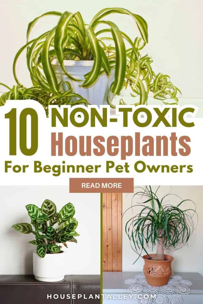 0121e Pet Friendly Indoor Plants Safe Houseplants for Cats Dogs