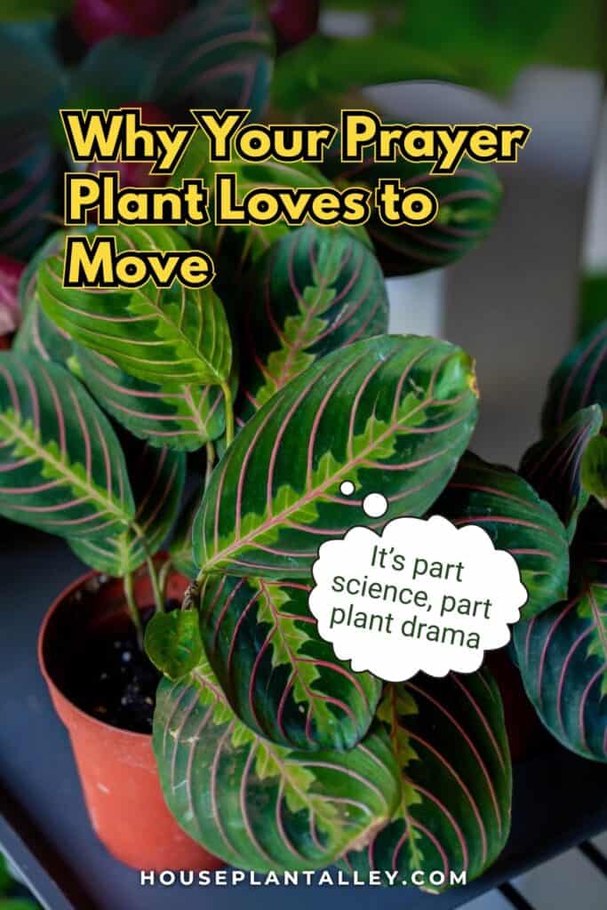 0122 Prayer Plant Meaning Movement – Maranta Plant Facts Origins