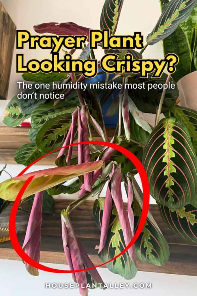 0124 Prayer Plant Care Humidity Tips for Calathea Maranta Plants Indoors