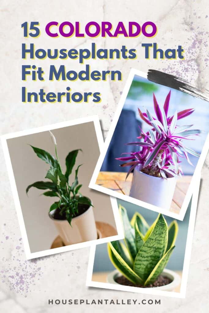 0126e 15 Best Indoor Plants for Colorado Homes Low Light Dry Air Picks