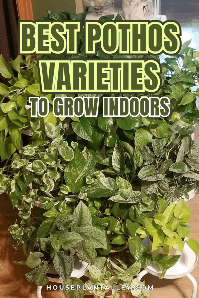 0135a Best Pothos Plant Varieties to Grow Indoors Care for Them