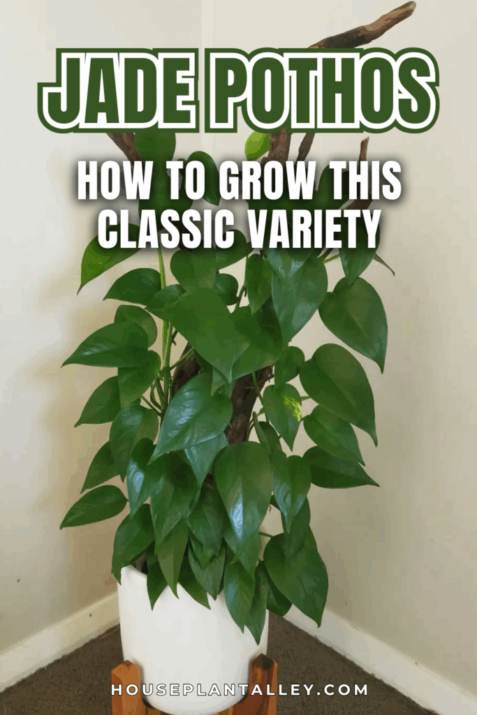0136 Jade Pothos Care How to Grow This Low Maintenance Houseplant