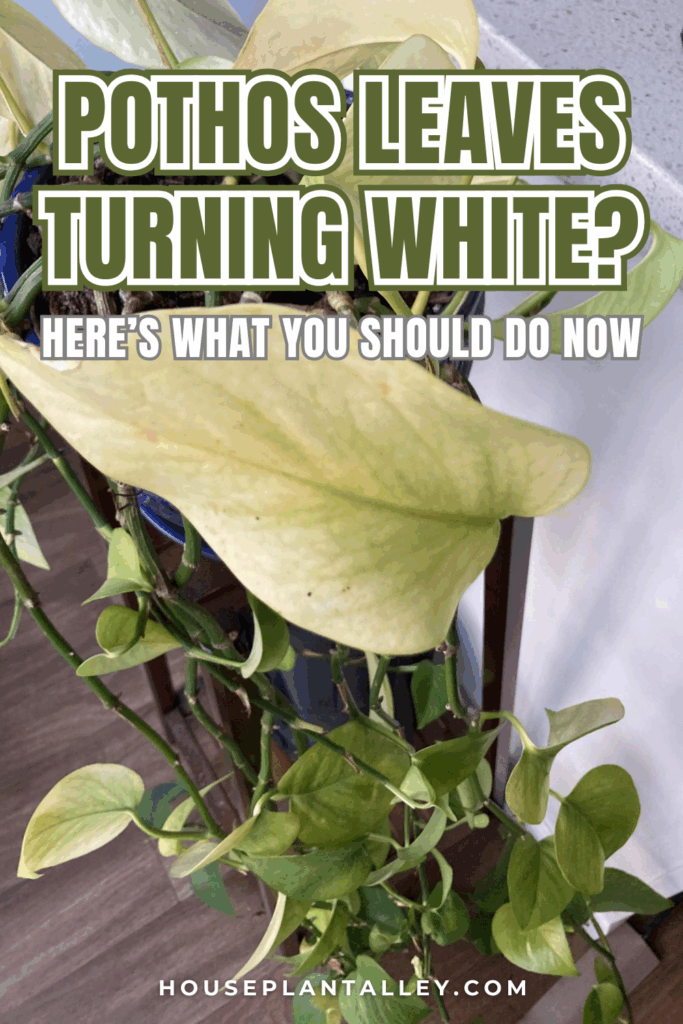 0137 Pothos Leaves Turning White Causes Solutions 1