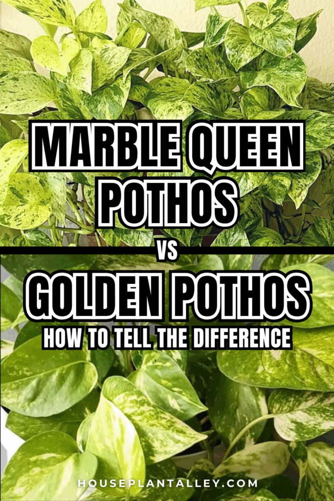 0138 Marble Queen vs. Golden Pothos