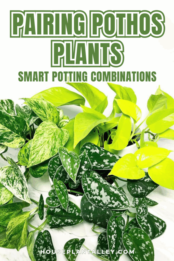 0139 Pairing Pothos Plants Smart Potting Combinations