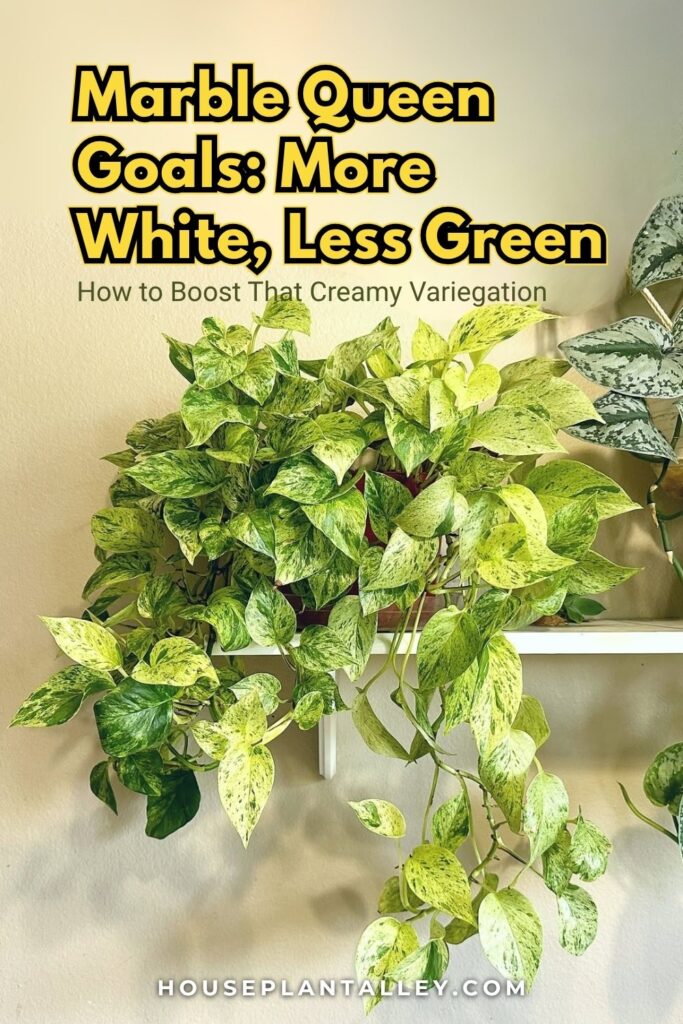 0140 Ultimate Marble Queen Care Guide for this Variegated Pothos