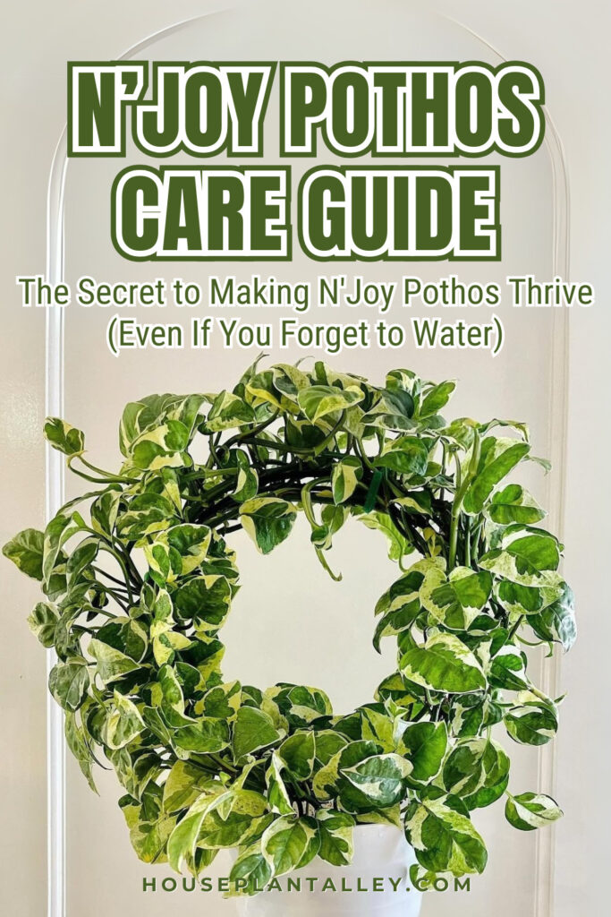 0141a NJoy Pothos Care Guide Growth Tips Best Practices