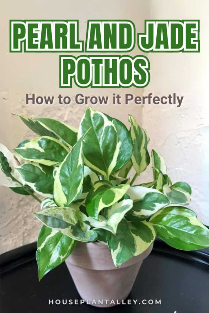 0142a Pearls and Jade Pothos Care How to Grow It Perfectly