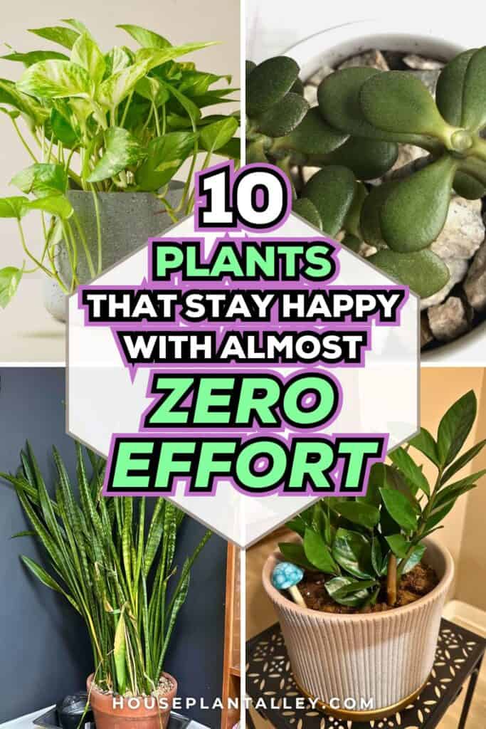 0143c Indestructible Indoor Plants That Thrive With Minimal Care