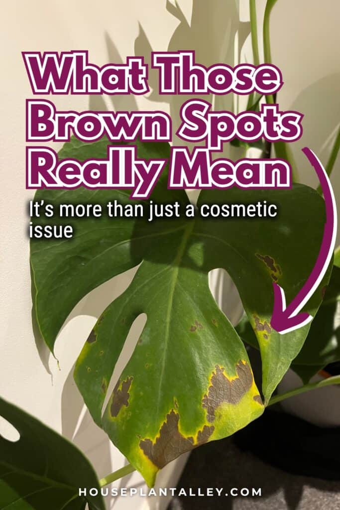0144a Monstera Brown Spots Explained Causes Plant Care Tips for Deliciosa Adansonii Leaves