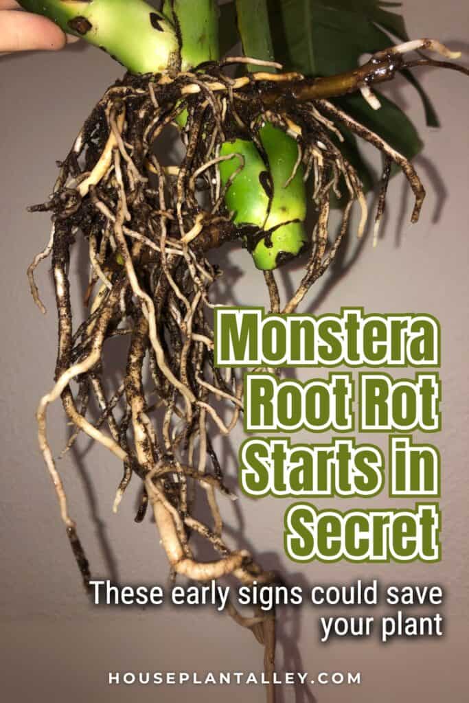 0151 Monstera Root Rot Warning Signs Indoor Monstera Plant Care Deliciosa Rescue Tips