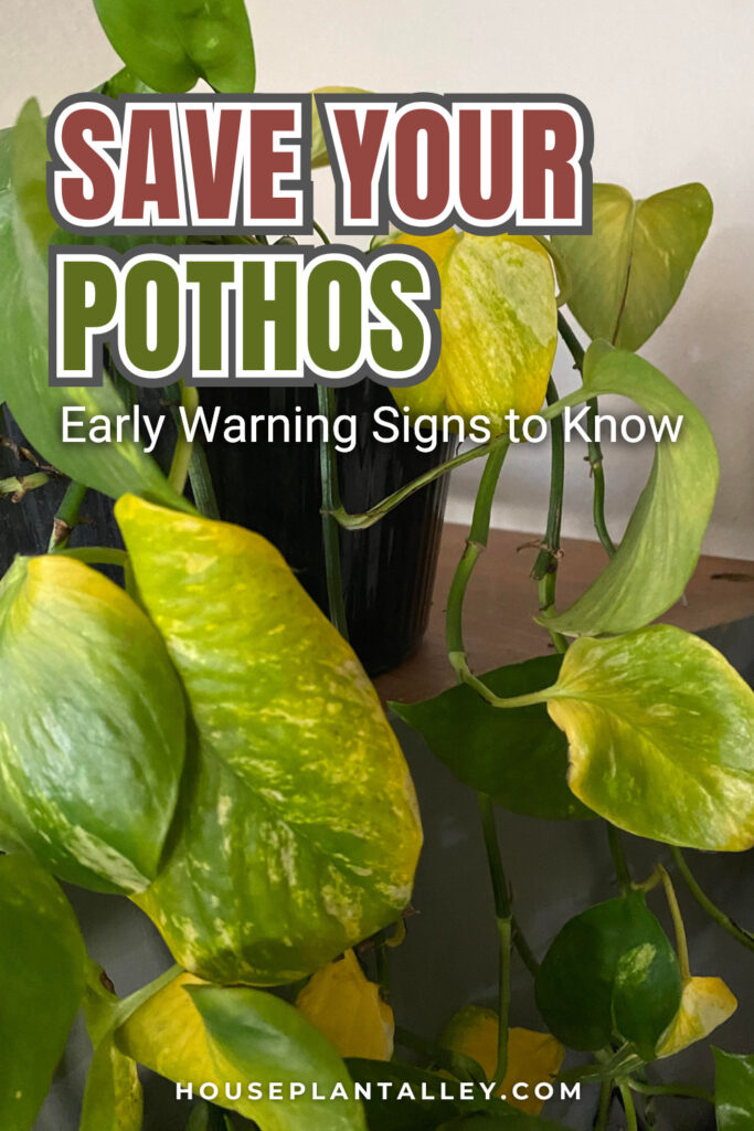 0156a Pothos Plant in Trouble Spot Issues Before Its Too Late