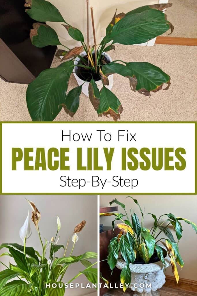0158 Peace Lily Problems Heres How to Fix Them