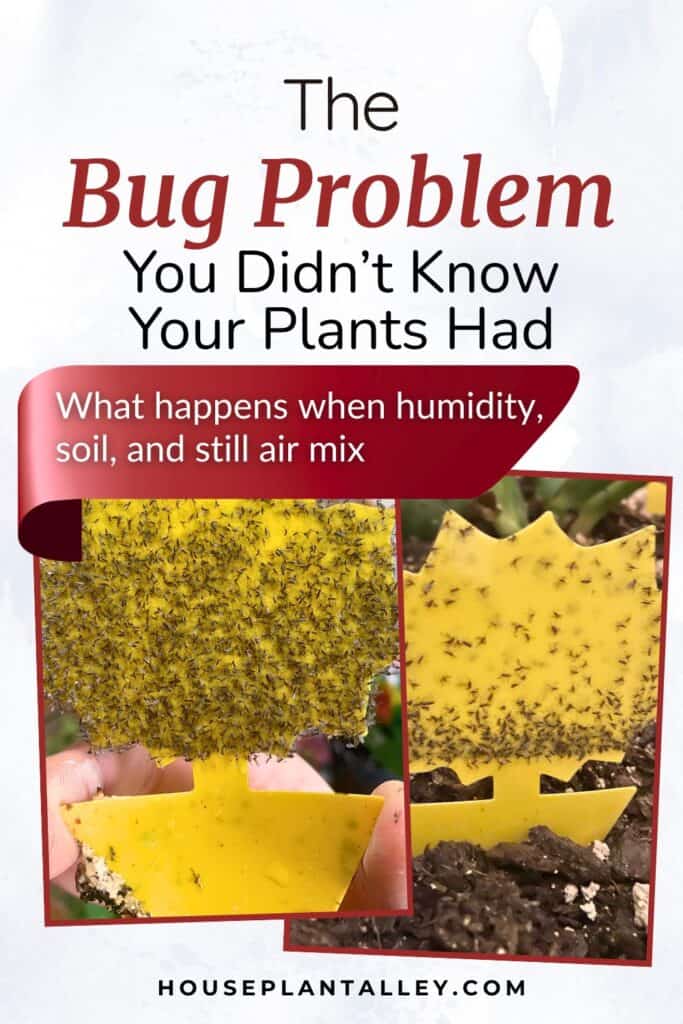 0159c Do Plants Indoor Attract Bugs Pest Prevention Tips for Home Plants