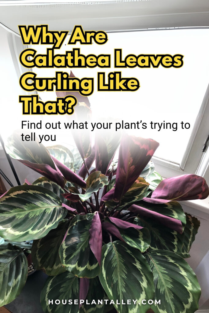 0165 Calathea Leaf Curling Fix Common Calathea Plant Care Problems