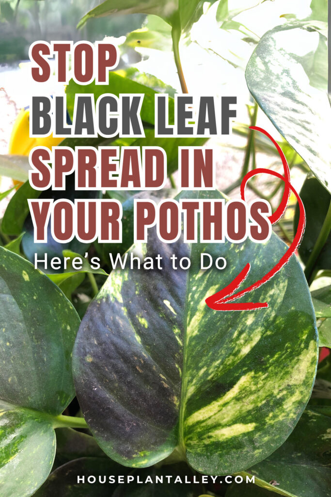 0166a Pothos Leaves Turning Black
