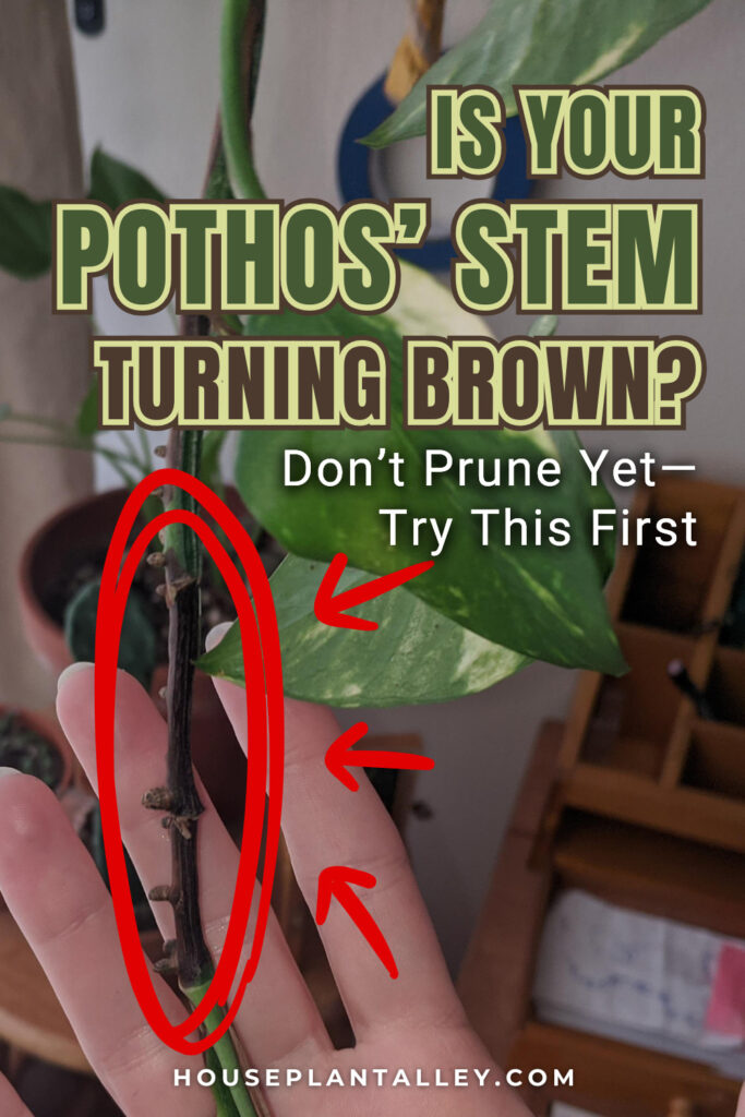 0167a Pothos Stem Problems How to Revive Brown Wilting Vines