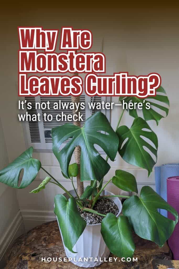 0171 Why Is Your Monstera Leaf Curling Plant Care for Deliciosa Adansonii Minima Varieties