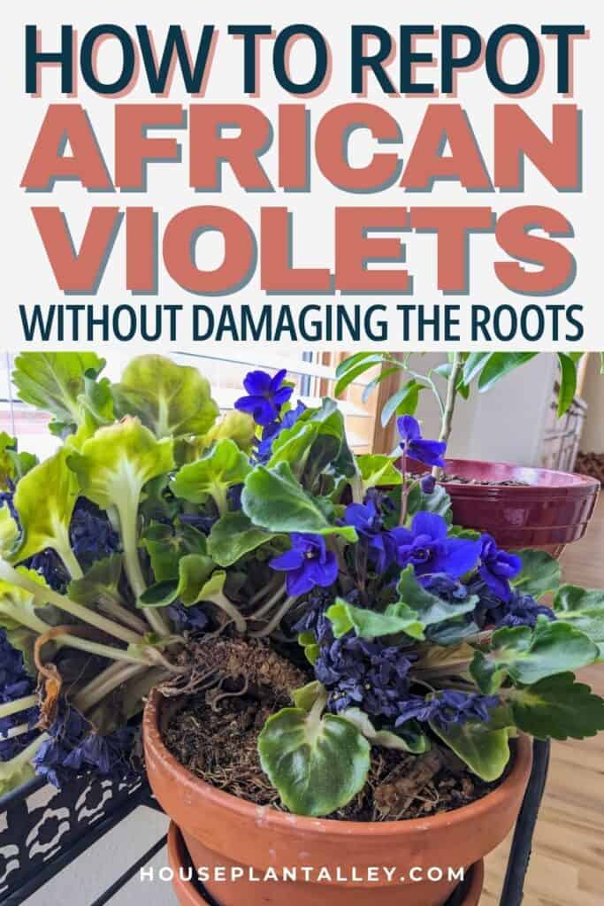 0176 Repotting African Violets How to Repot African Violet Plants for Better Growth Blooms 1
