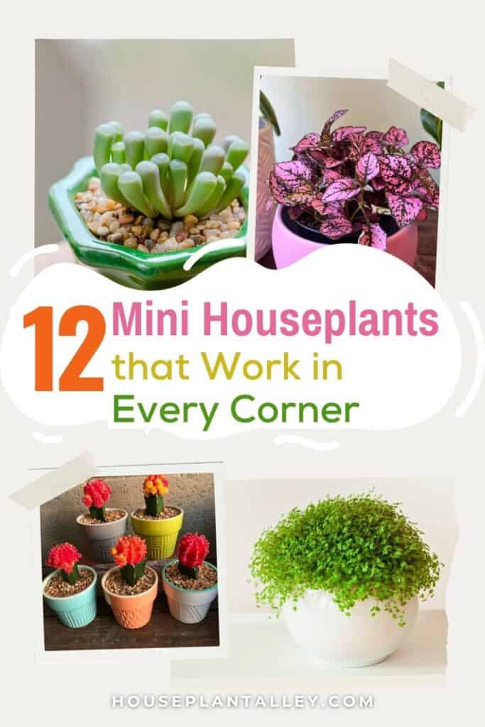 0180d Small Indoor Plants Ideas Cute Tiny Decor for Compact Spaces