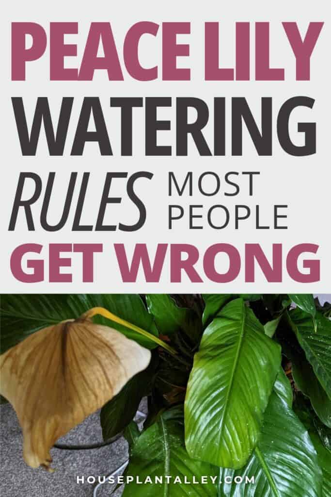 0238e Mastering Peace Lily Watering Indoor Plant Care Tips for Healthy Growth 1