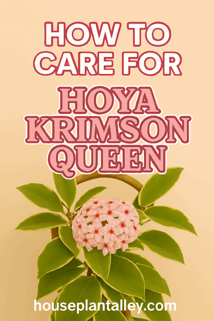0240 How to Care for Hoya Krimson Queen 1