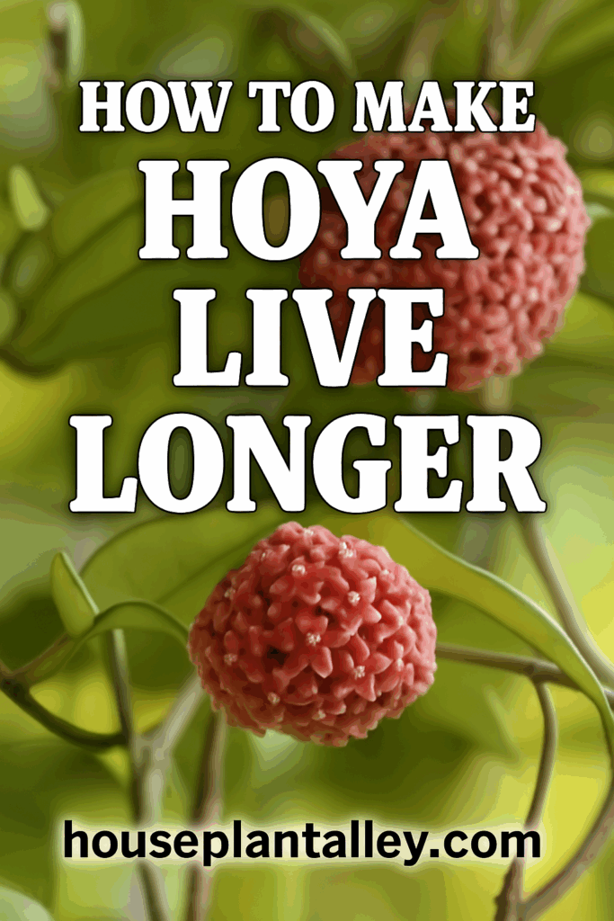 0249 Hoya Lifespan How Long Do They Live and How to Make Them Live Longer