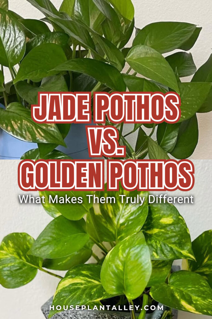 0255 Jade vs. Golden Pothos Showdown What Sets Them Apart