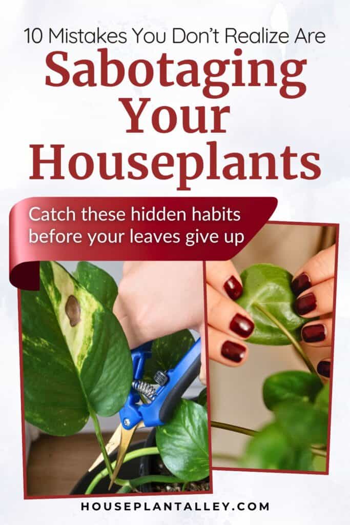 0256a Easy Houseplants Care Tips Avoid These Common Houseplant Mistakes