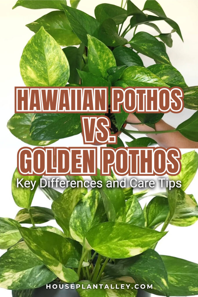 0257a Hawaiian vs. Golden Pothos Differences Care Needs