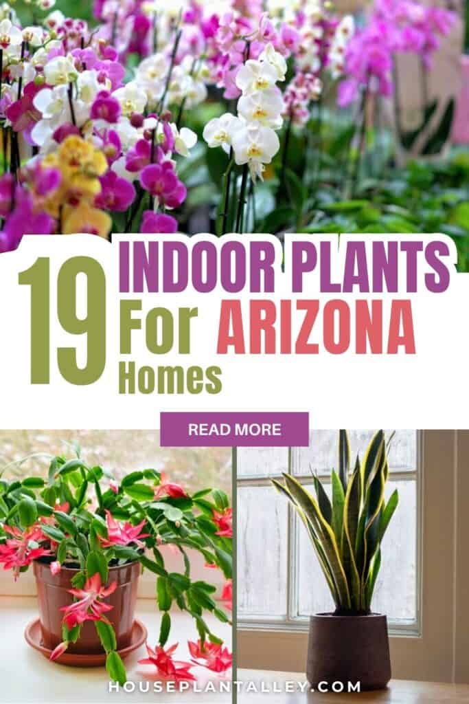 0261 19 Best Indoor Plants for Arizona—Easy Care Sun Loving Drought Ready