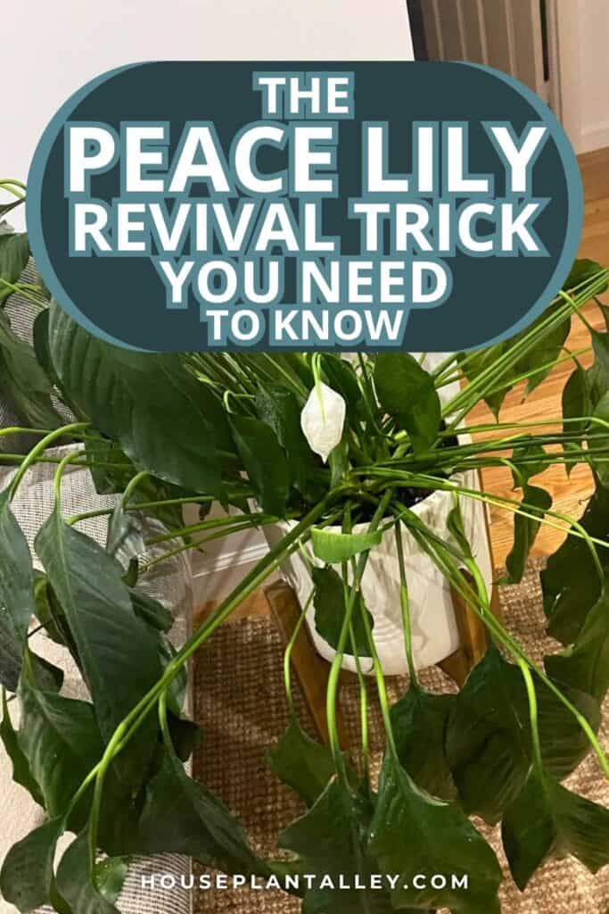 0263b How to Save a Dying Peace Lily—Indoor Plant Care Tips That Work