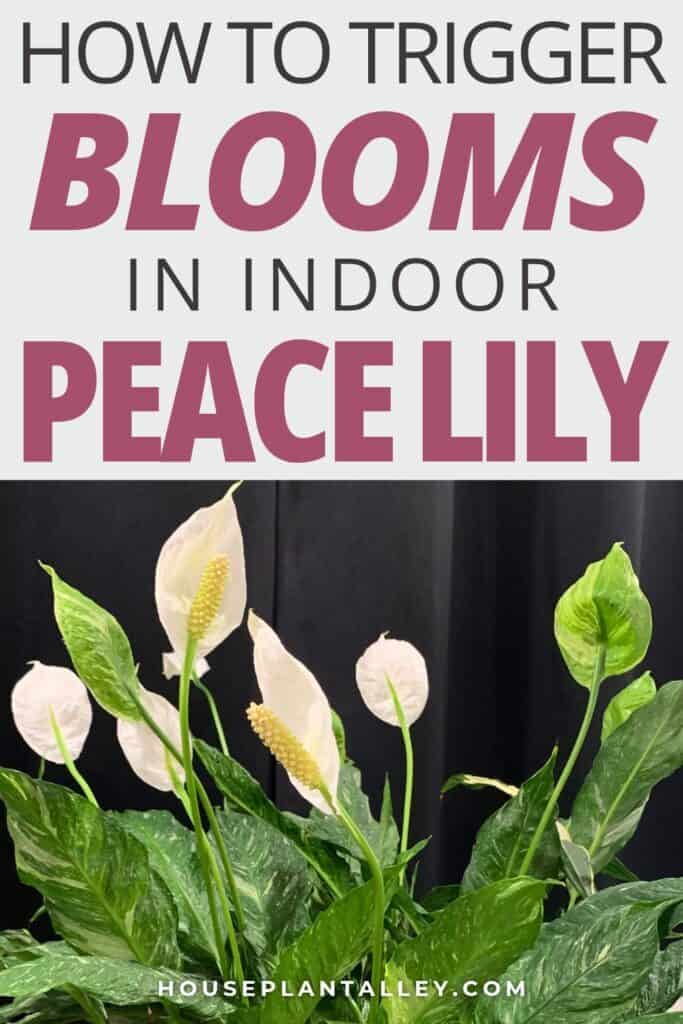 0264b How to Make Peace Lily Bloom Indoors—Tips for Peace Lily Flower Care 1